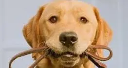 Tassa sui cani, coro di contrari