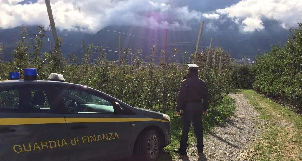 Raccolta delle mele, scoperti 15 lavoratori irregolari