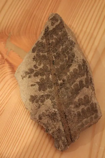 I più antichi fossili del Bletterbach in mostra al museo di Redagno