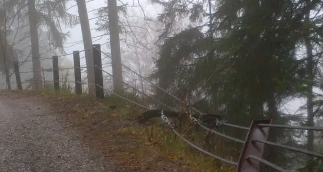 Auto fuori strada nella notte. Morto giovane di Soprabolzano