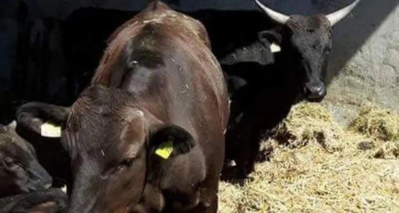 Allevati sul Renon i «Wagyu», pregiati bovini giapponesi