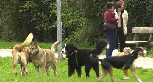 Inflitte già 100 multe ai proprietari di cani, controlli sul Talvera