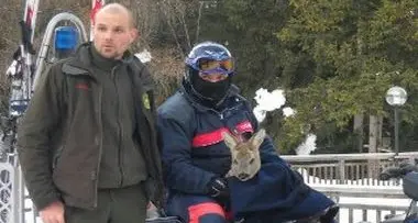 Capriolo in pista a Corvara: salvato dai carabinieri