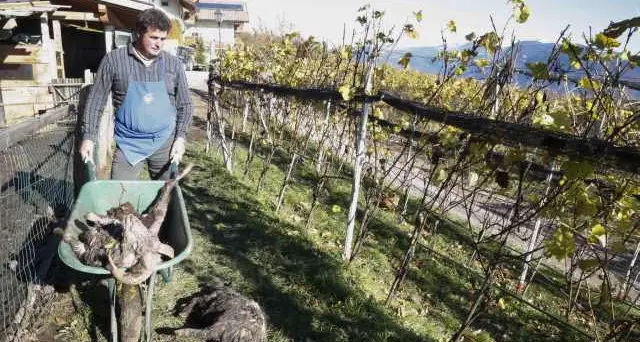 Orso sbrana due pecore e ferisce asino e pony in un agritur a Cortaccia Video: il racconto del contadino - Il blitz: guarda le foto - Video: l'orso nei boschi