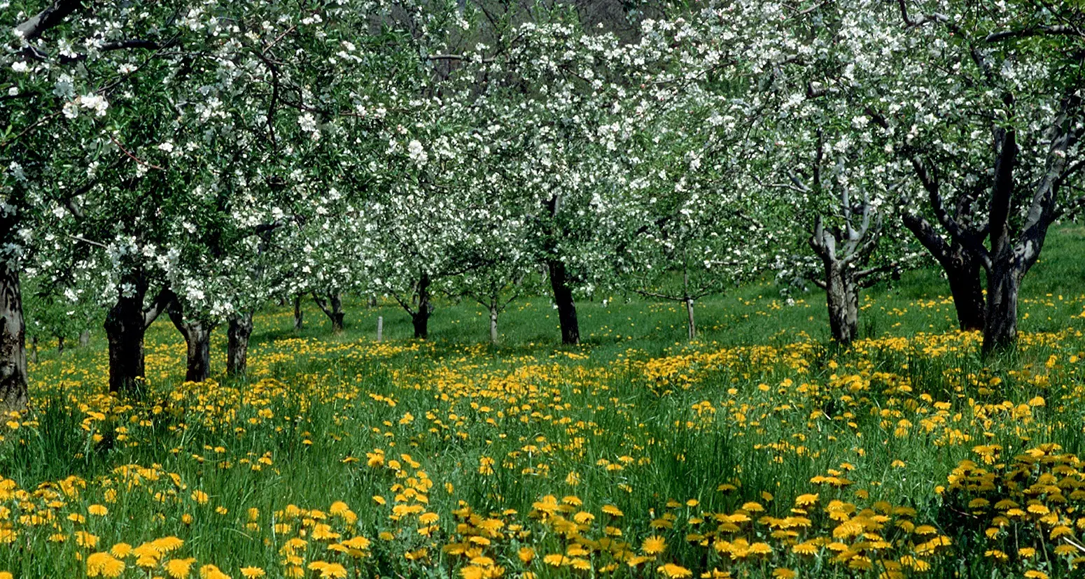 In Alto Adige il concorso per il \"prato più bello\"