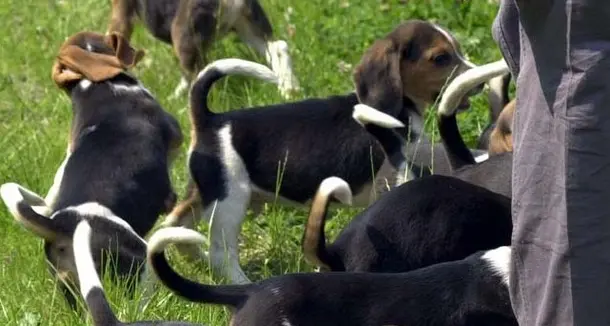 La carica dei 56 beagle salvati dalla vivisezione