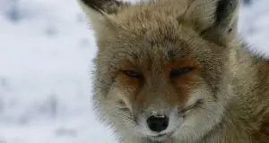 Animali: con l'elicottero si vaccinano le volpi
