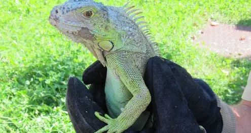 Dal canale spunta fuori un’iguana di mezzo metro
