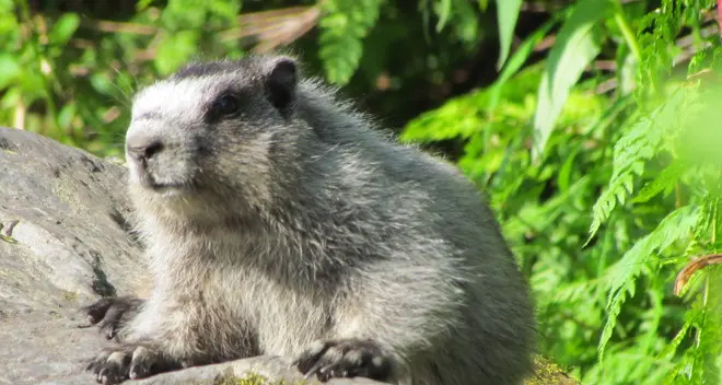 Il Tar sospende la caccia alla marmotta