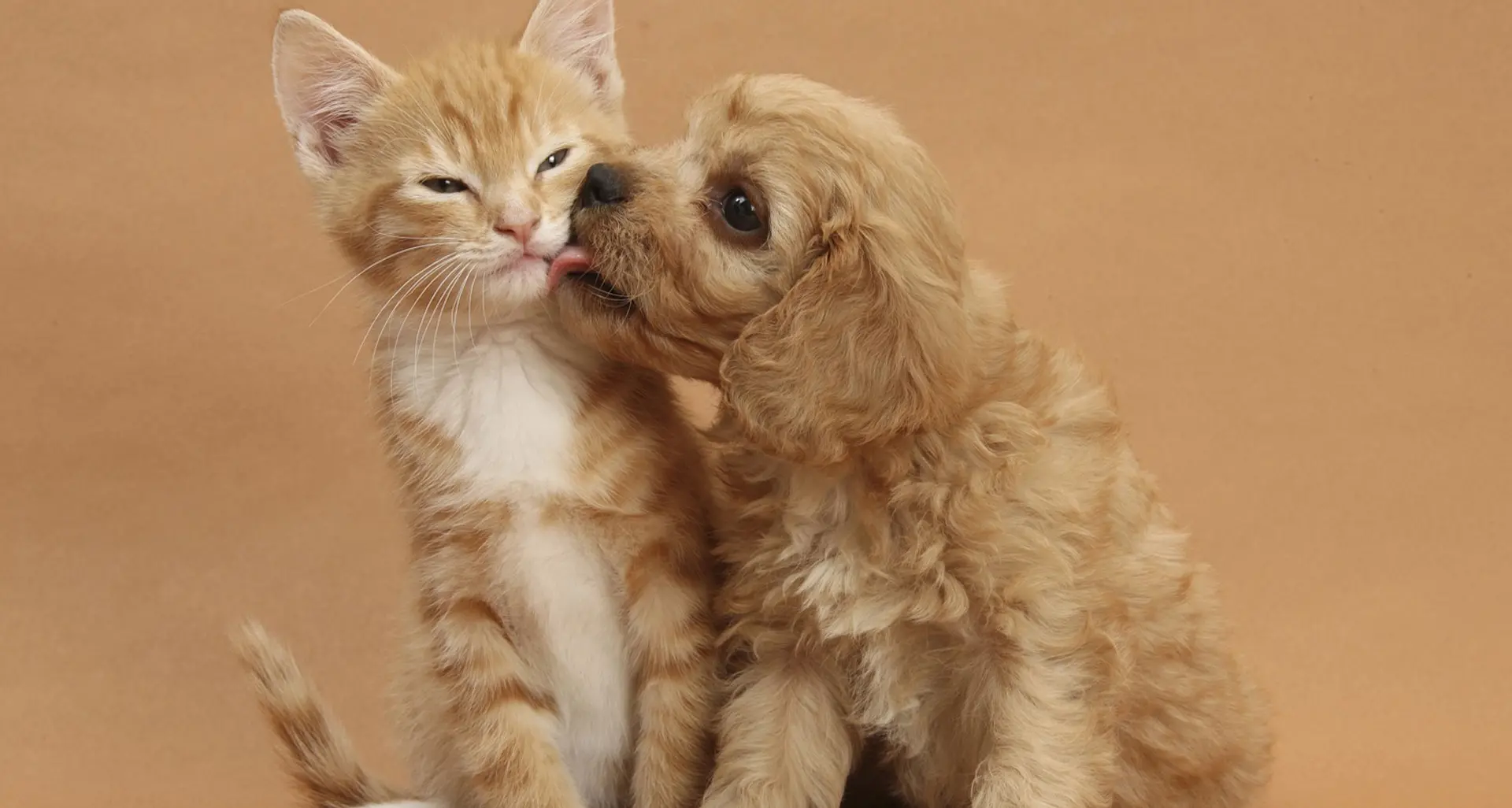 Inserimento con altri animali, ecco come comportarsi