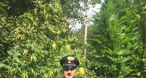 Glorenza, i carabinieri scovano una piantagione di marijuana