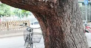Bolzano, davanti al lido c’è l’albero che... schiuma