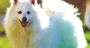 Via Alessandria, il cane muore per un boccone avvelenato