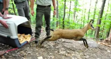 Camoscio a spasso per la città: dopo la cattura è stato liberato nei boschi sopra Bolzano