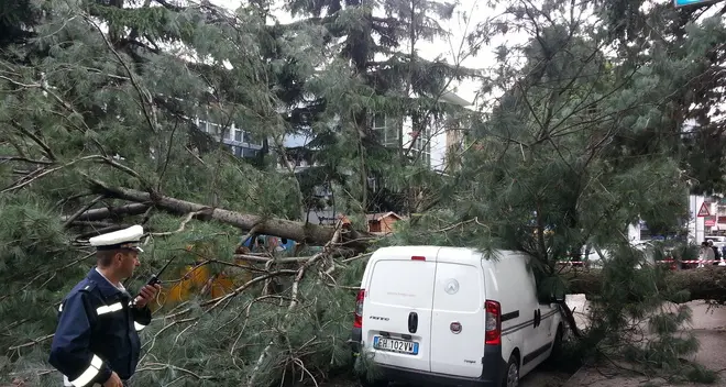 Bolzano, cedro gigantesco cade su via Novacella VIDEO/1 FOTO VIDEO/2