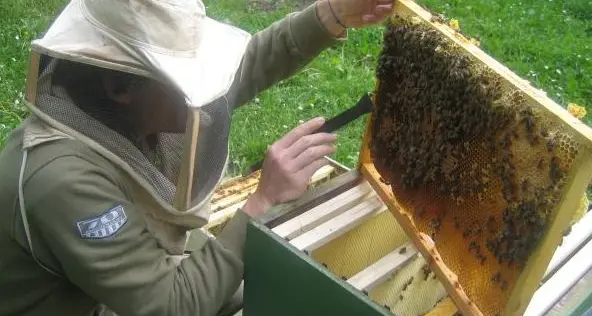 Apicoltori, la produzione è crollata del 90 per cento