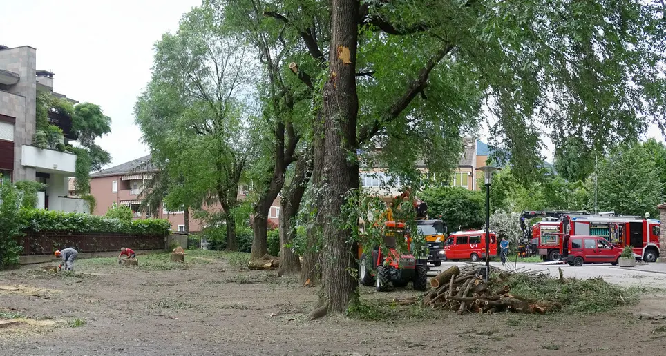 “Strage” di alberi L’ira di San Giacomo a difesa degli olmi