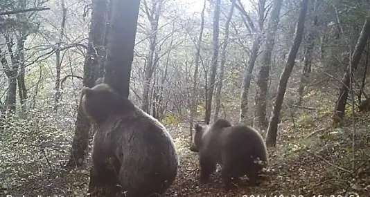 L'orsa e il cucciolo si grattano davanti alla fototrappola