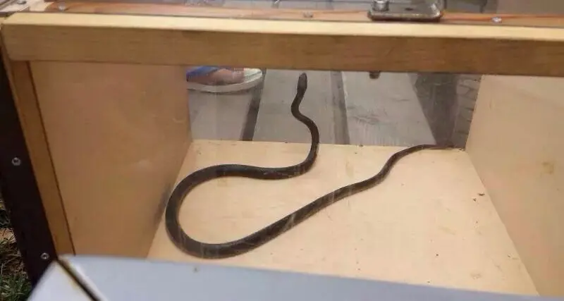 Casanova, due quindicenni trovano un serpente in cortile