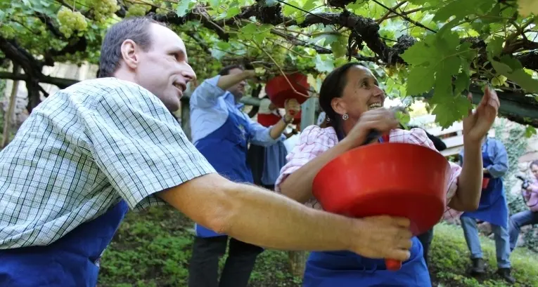 La vendemmia 2015 all’insegna di qualità e quantità
