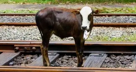Fortezza, mucche sui binari: treni bloccati sulla linea del Brennero