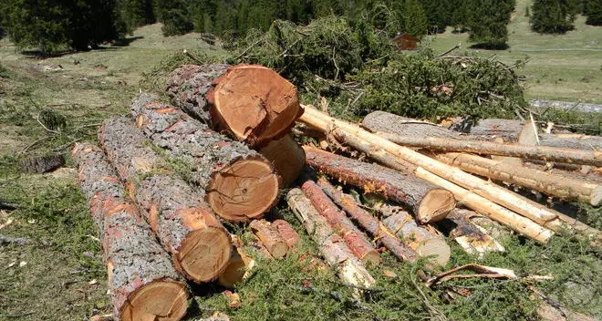 Campo di Trens, travolto da un tronco