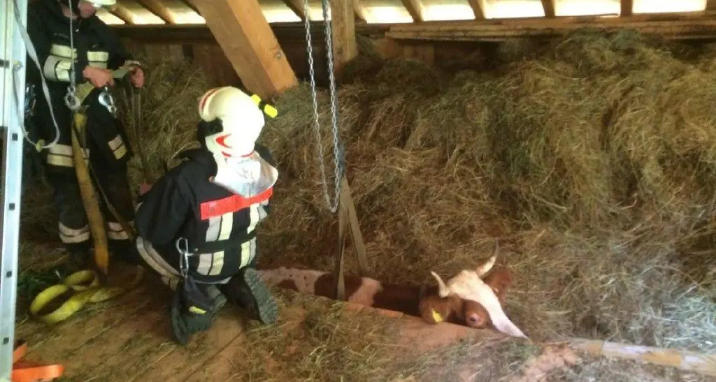 Salvata la mucca incastrata