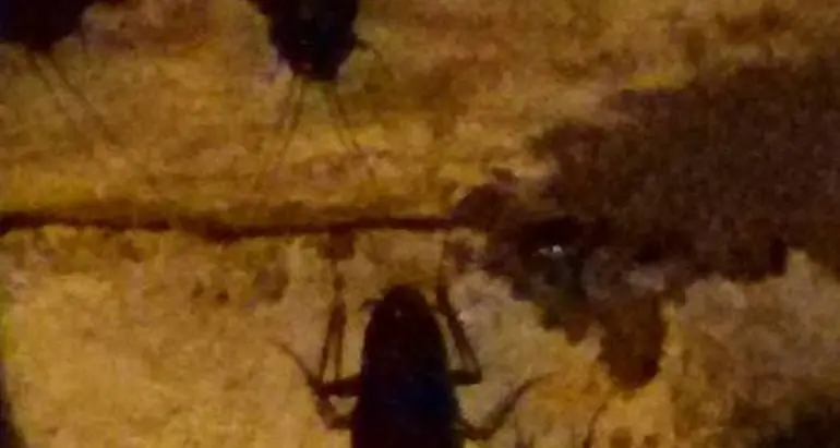 Case invase da scarafaggi Allarme in mezza città