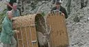 Caccia: il Tar sospende l'abbattimento degli stambecchi in Alto Adige