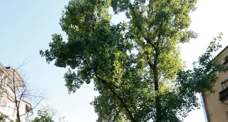 Via Parma e Similaun: addio ai vecchi alberi con troppi parassiti