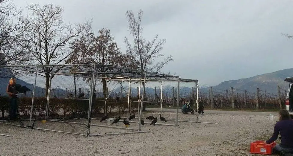 Liberati 17 «ibis eremita» nella zona di Maso Ronco