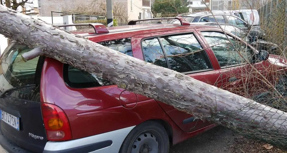 Raffiche di vento in città Alberi sradicati e disagi