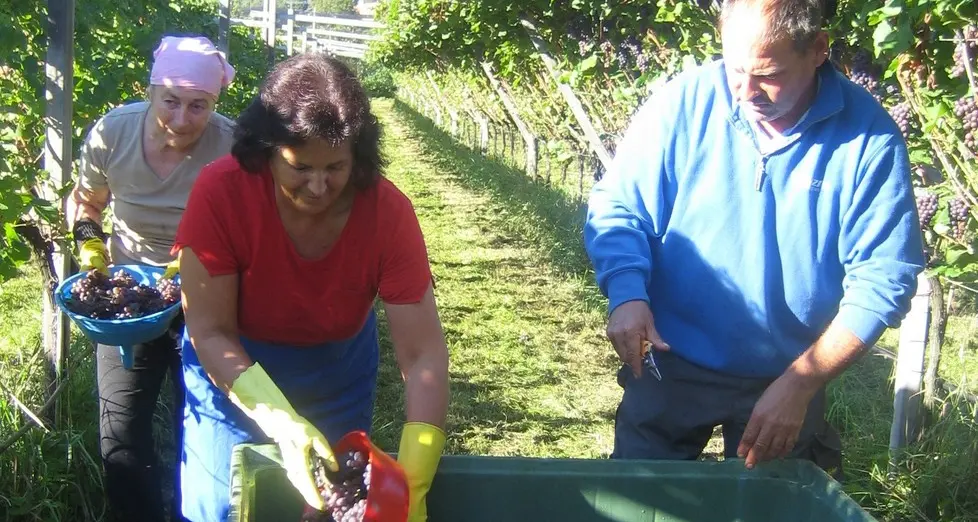 Uve bianche, vendemmia catastrofica