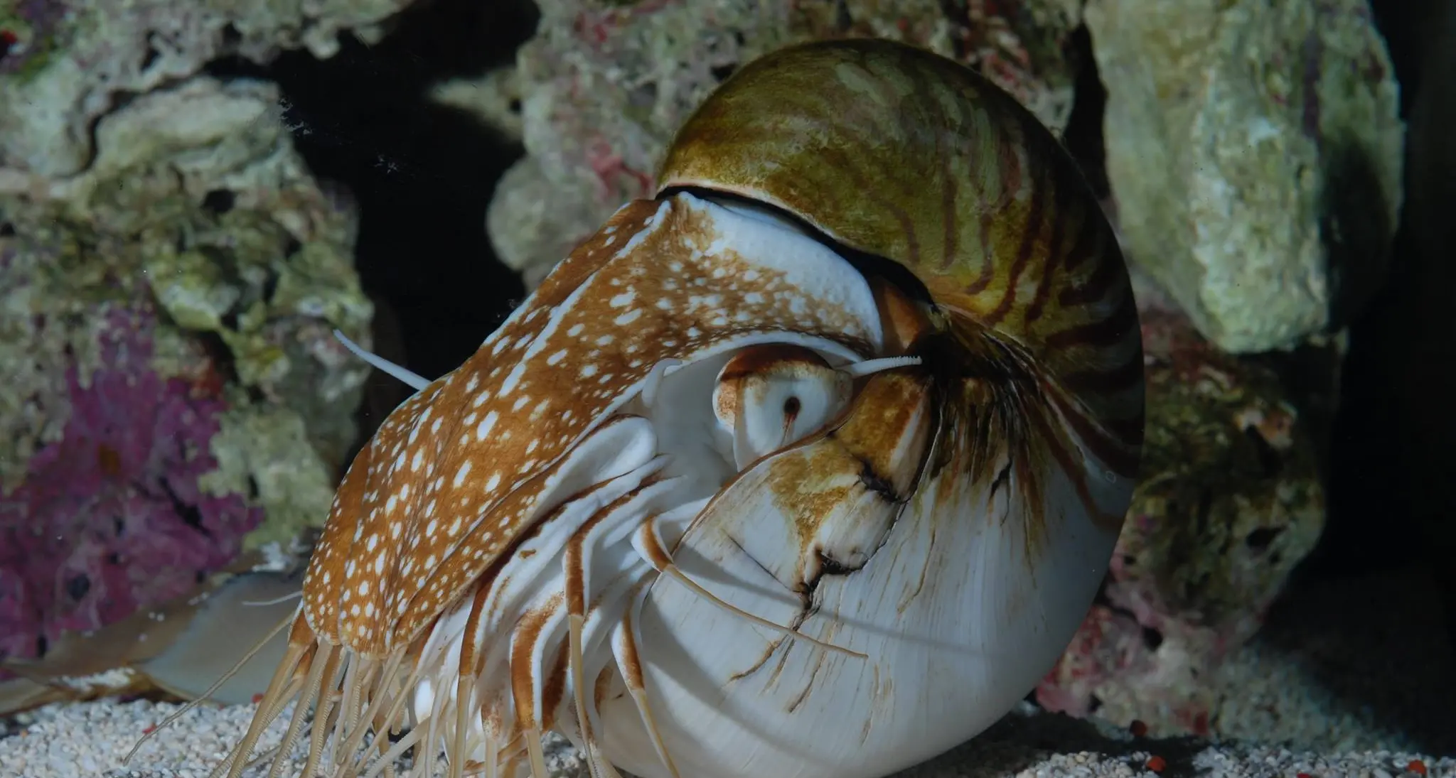 Grande sorpresa al museo di scienze naturali dell'Alto Adige: il Nautilus depone sei uova