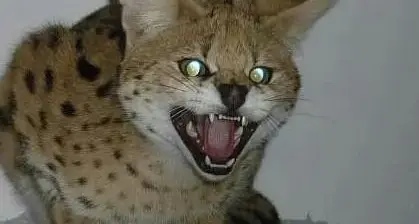 Il gattopardo “fa ricorso” al Tribunale della libertà