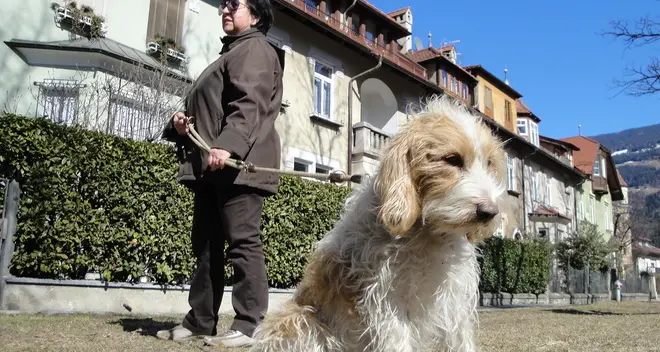 Bocconi al veleno nell’erba, strage di cani a Bressanone