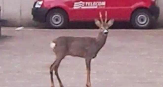 Un capriolo a passeggio in via Resia