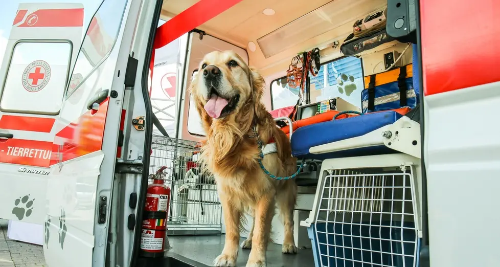 Bolzano, i corsi di primo soccorso per salvare cani e gatti