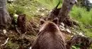 Vitello sbranato da un orso in Val d'Ultimo