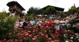 Rosa delle Dolomiti in onore di Simona