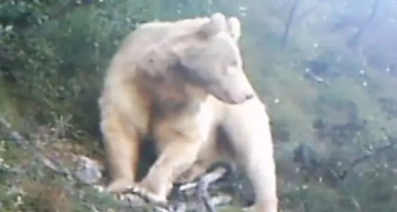 Orso, lupo, lince: i selfie (involontari) davanti alle fototrappole