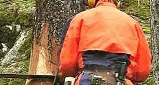 Gli cade addosso un albero, boscaiolo ferito gravemente