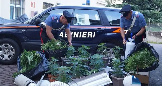 Serra per coltivare la marijuana in camera da letto, arrestati due giovani
