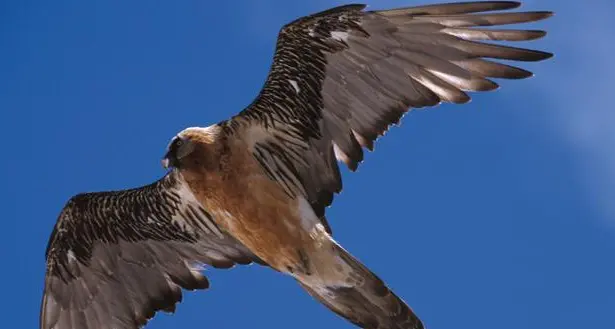 Il gipeto è tornato a volare e nidificare in Val Martello