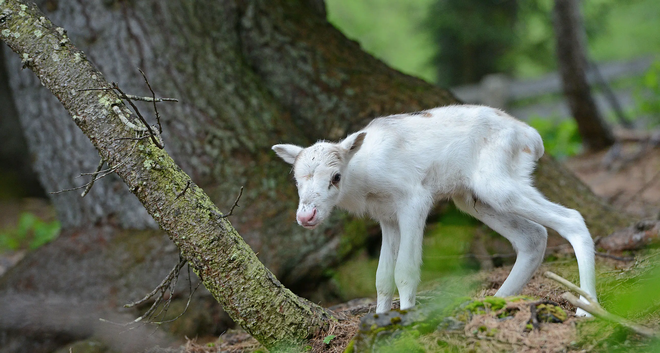 A Sesto Pusteria è nato Rudi, una piccola renna