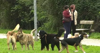 Zanzara tigre, rischio filariosi per i cani
