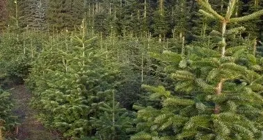 «Tagliati da solo l’albero», discussione a San Candido