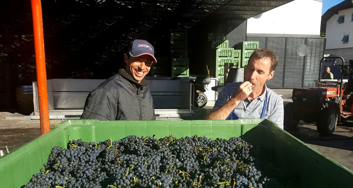 Vendemmia 2016, in Alto Adige uve di ottima qualità