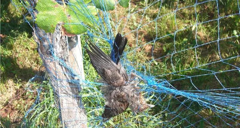 Reti come trappole, i bracconieri uccidono dieci uccelli in Val d'Adige