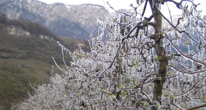 Bassa Atesina, frutticoltori in ansia per le gelate notturne